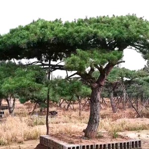 造型黑松基地为您介绍春夏季松树的除草工作